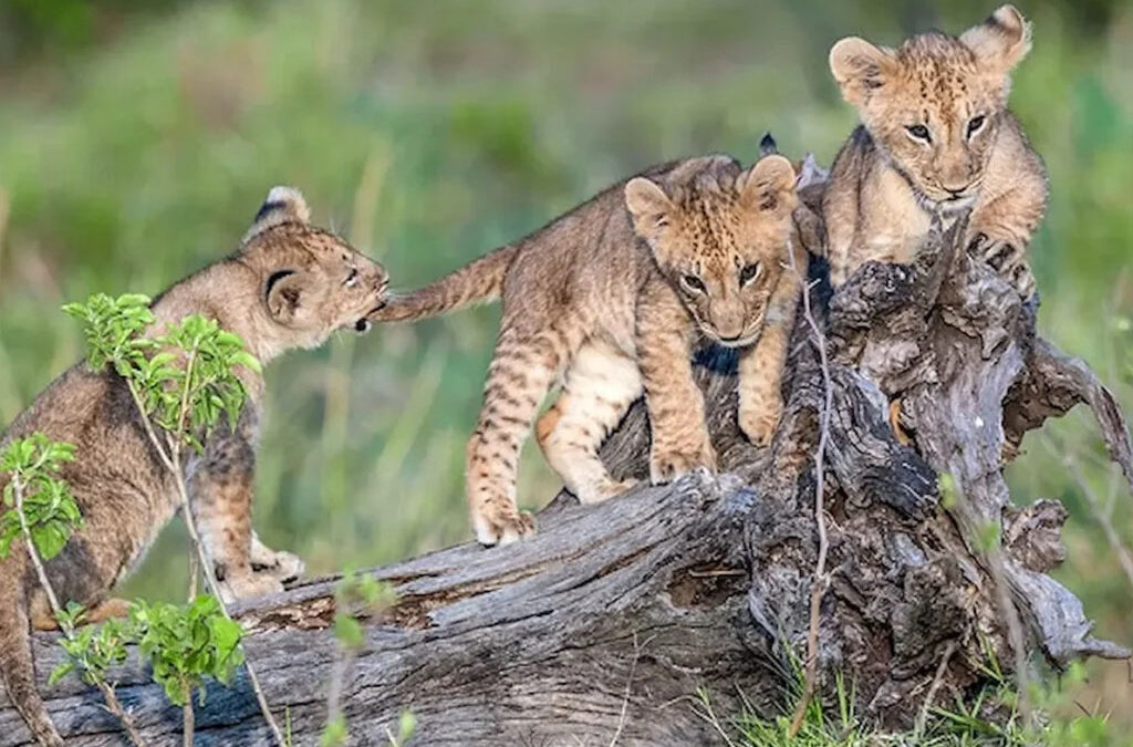 What's the Best Month for Serengeti?