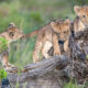 What's the Best Month for Serengeti?