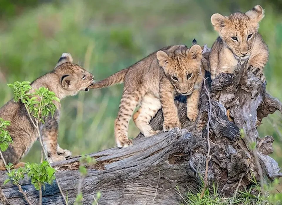 What's the Best Month for Serengeti?