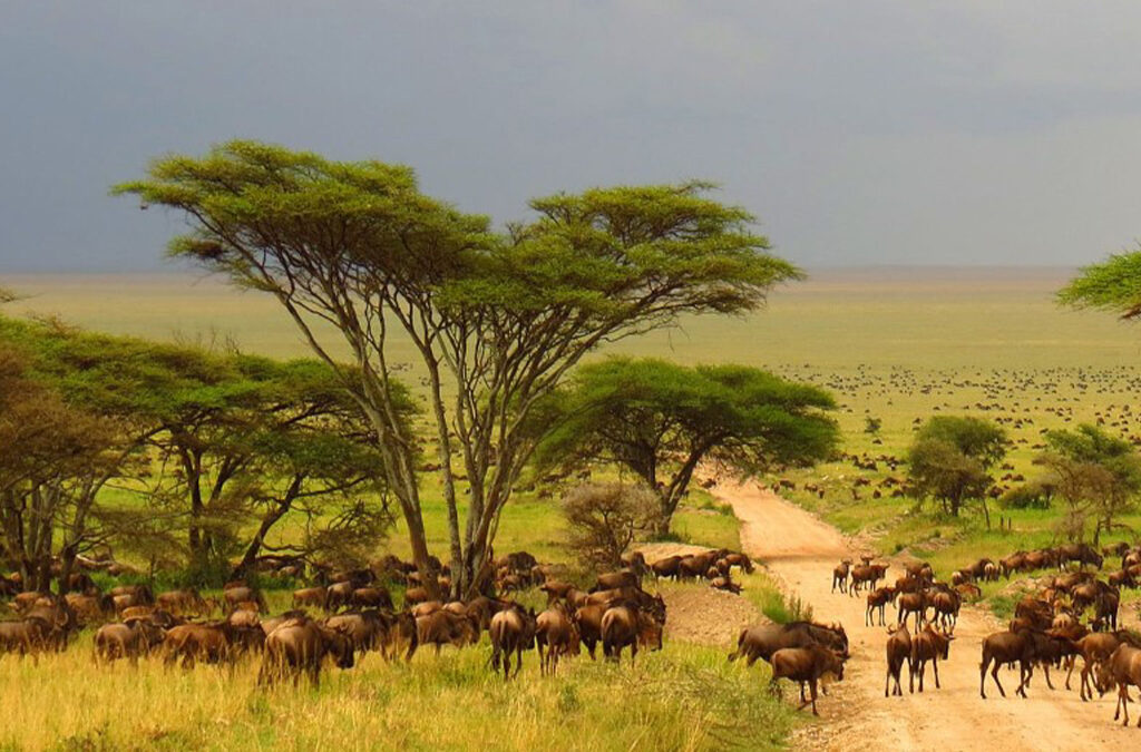How to Plan a 10-Day Tanzania Trip?