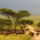 How to Plan a 10-Day Tanzania Trip?