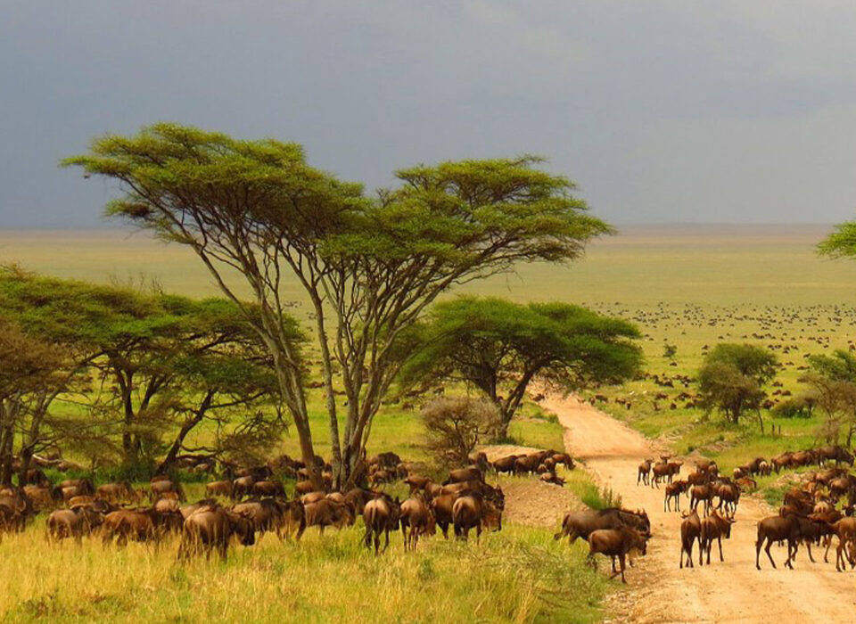 How to Plan a 10-Day Tanzania Trip?