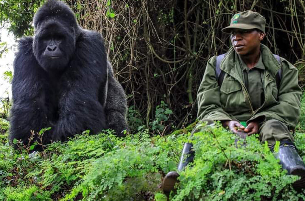 5 Day Uganda Gorilla and Chimp safari through Kigali