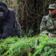 5 Day Uganda Gorilla and Chimp safari through Kigali