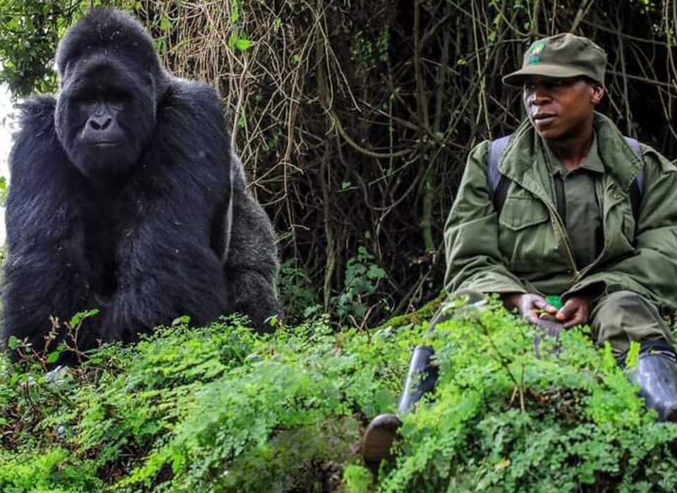 5 Day Uganda Gorilla and Chimp safari through Kigali