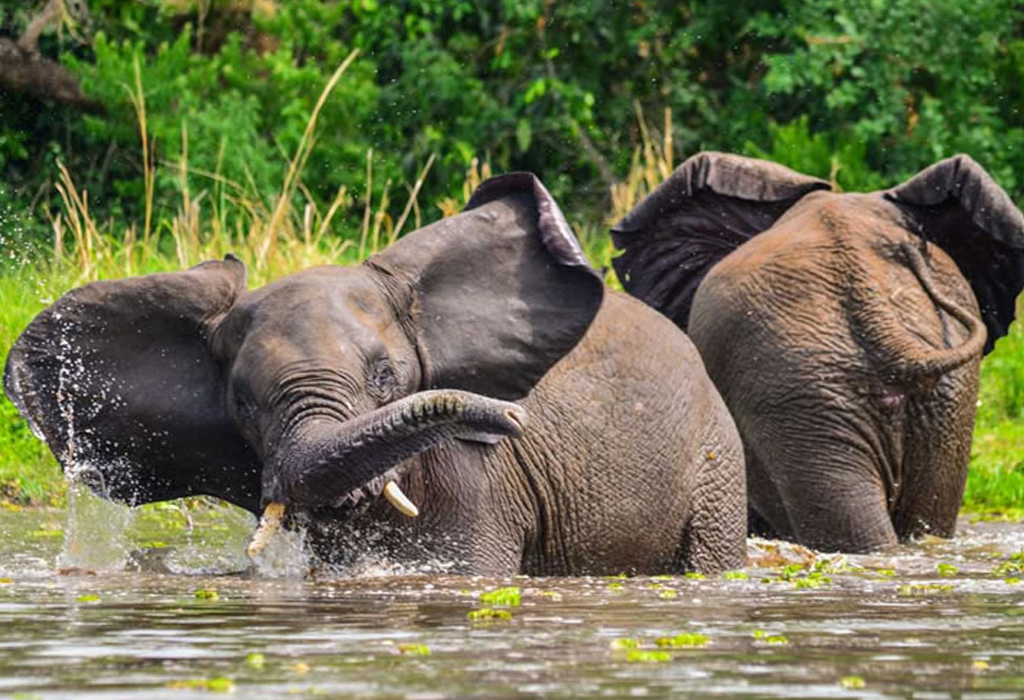 3 Days Murchison Falls Tour
