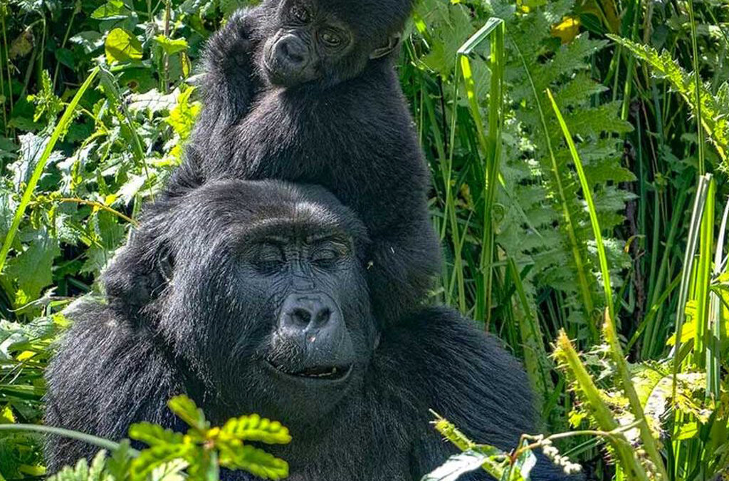 Honeymoon Trip to Bwindi Impenetrable Forest National Park