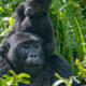 Honeymoon Trip to Bwindi Impenetrable Forest National Park