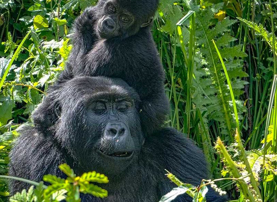 Honeymoon Trip to Bwindi Impenetrable Forest National Park
