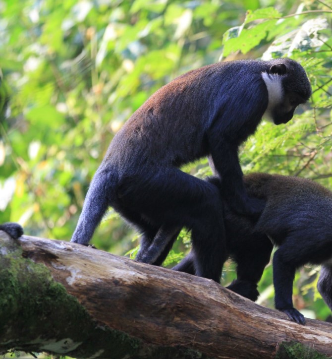 Dense mist-covered forest in Bwindi Impenetrable National Park, home to endangered mountain gorillas and rich biodiversity.