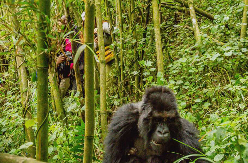 Can I touch the Gorillas During a Gorilla Trek?