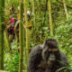 Can I touch the Gorillas During a Gorilla Trek?