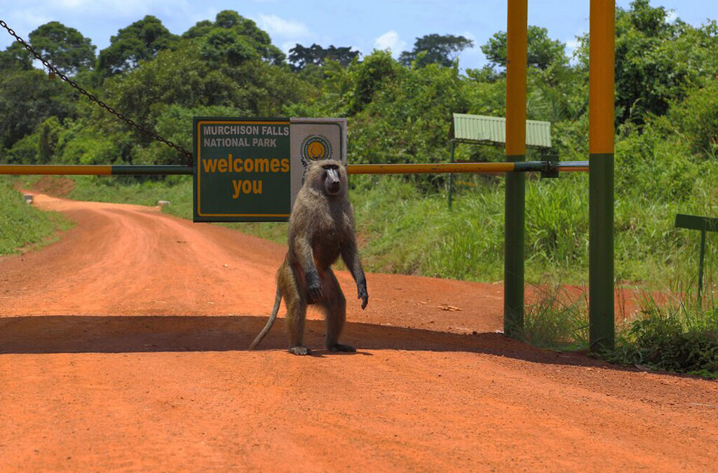 What Is the largest Game Park in Uganda?