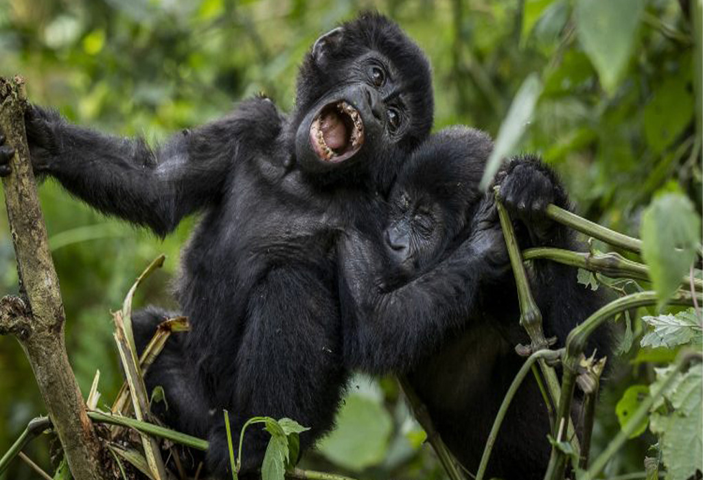 How Many Gorilla Families are in Bwindi Impenetrable Park?