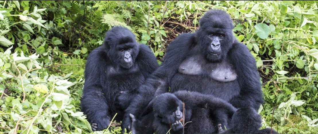ChatGPT said: A group of mountain gorillas in their natural habitat, interacting peacefully in Volcanoes National Park.