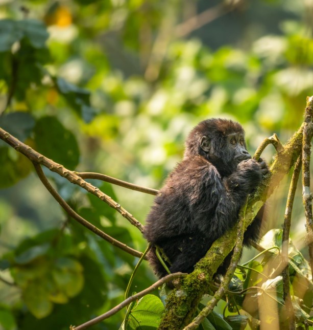 Mountain gorilla resting in lush green forest during low season in Uganda