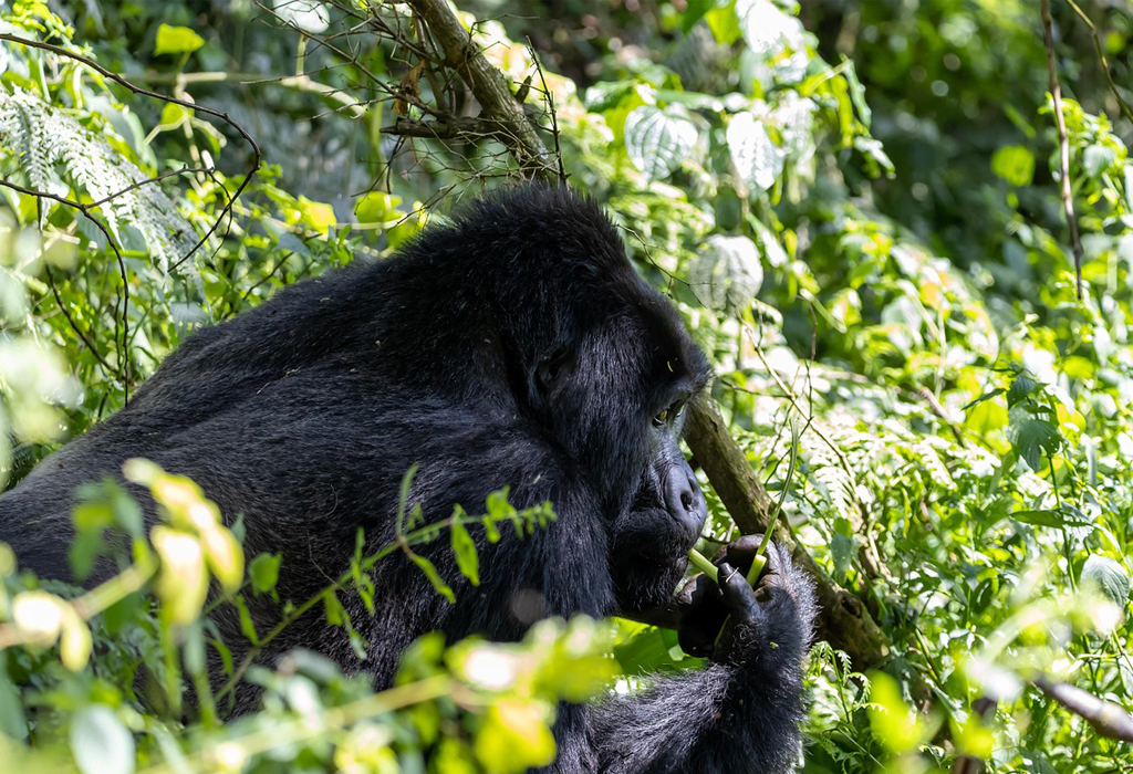 What is known most about Volcanoes National Park in Rwanda?
