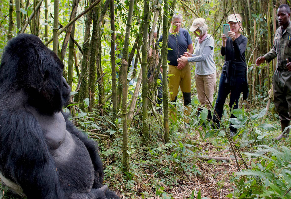 Best Time for Gorilla and Wildlife Safari