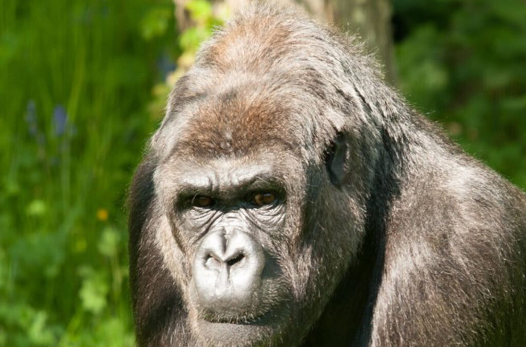 Best Time for Gorilla and Wildlife Safari