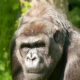 Best Time for Gorilla and Wildlife Safari