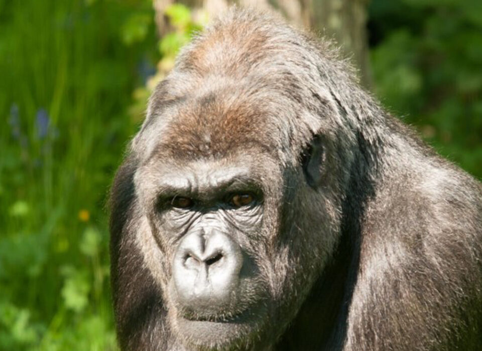 Best Time for Gorilla and Wildlife Safari