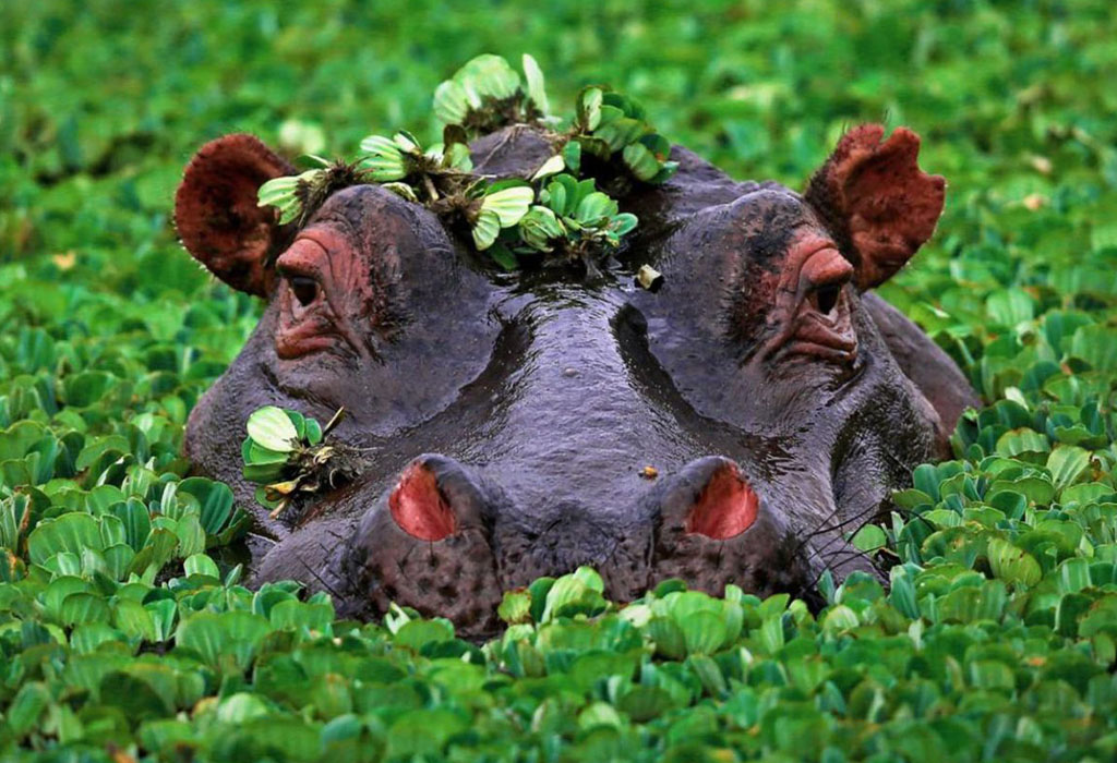 6 Surprising Facts About Hippos in Africa
