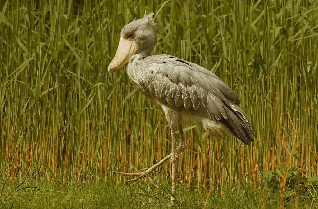 Best Time to See the Shoebill Stork in Mabamba Wetland