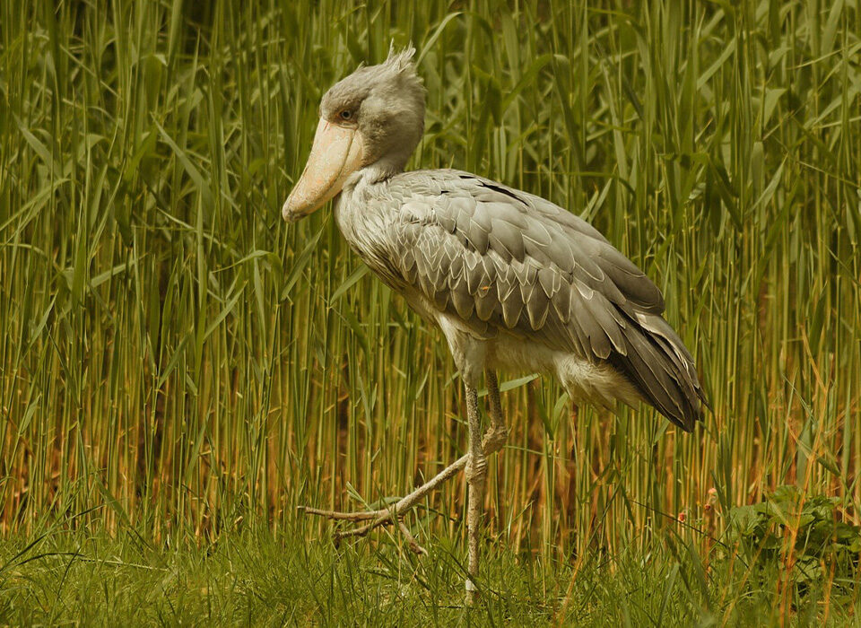 Best Time to See the Shoebill Stork in Mabamba Wetland