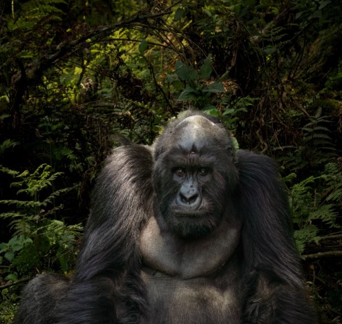 A close-up photo of a mountain gorilla in the wild, peacefully observing its surroundings in a forested habitat.