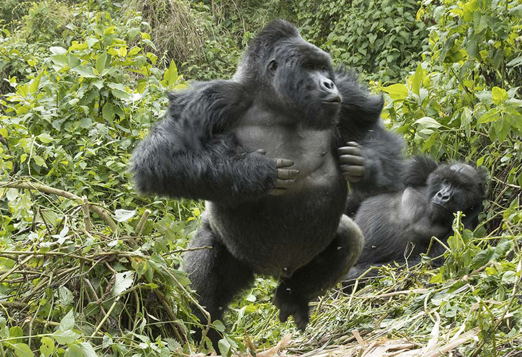 What to do-when a gorilla charges on you