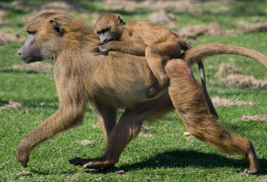 Primate Species Found in Uganda