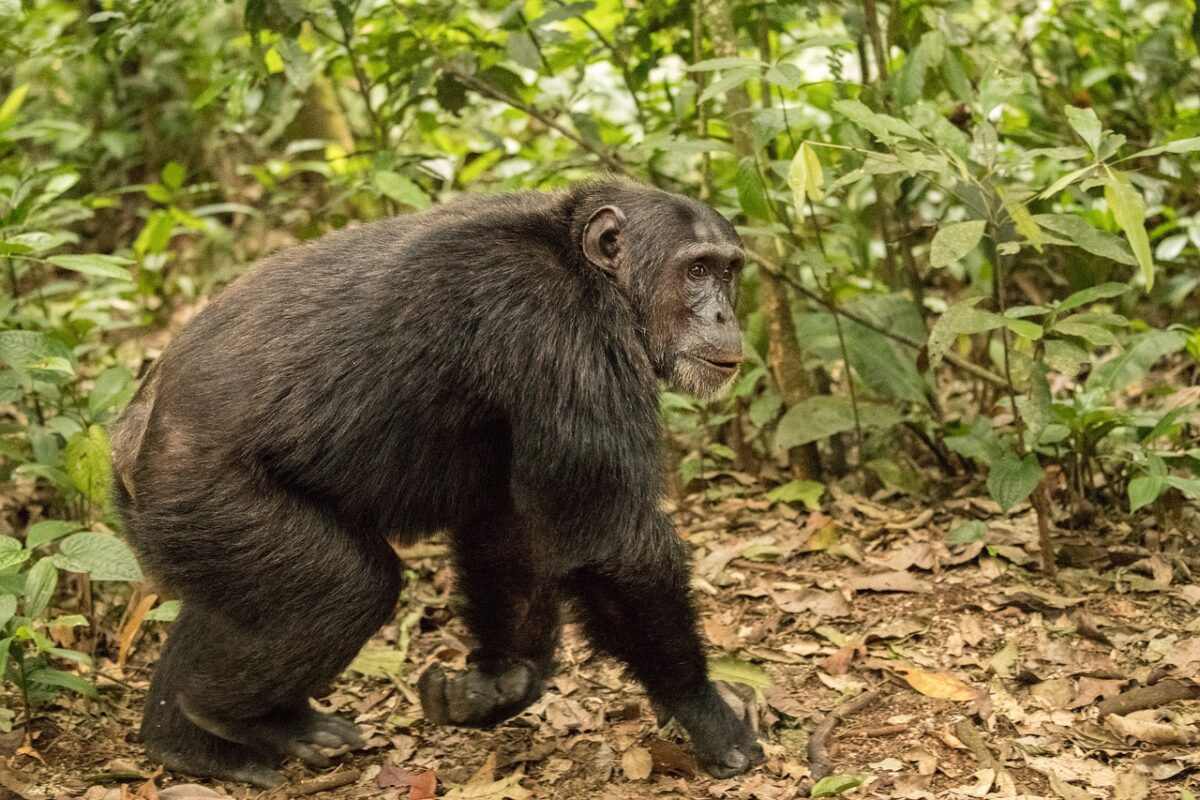 Wild chimpanzee sitting in Budongo Forest, Uganda, surrounded by lush green foliage.