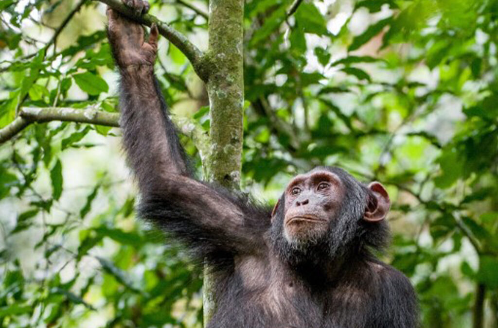 How Much is Chimpanzee Trekking in Budongo Forest?