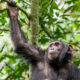 How Much is Chimpanzee Trekking in Budongo Forest?