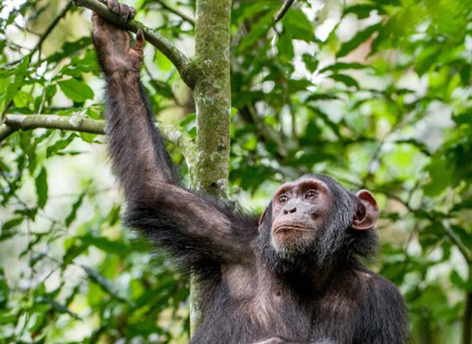 How Much is Chimpanzee Trekking in Budongo Forest?