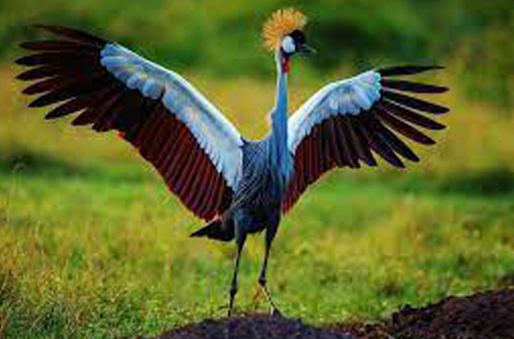  Fun Facts About Crested Crane