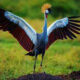  Fun Facts About Crested Crane