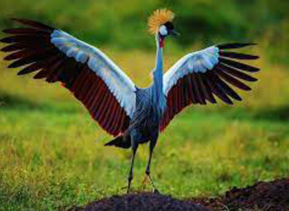  Fun Facts About Crested Crane