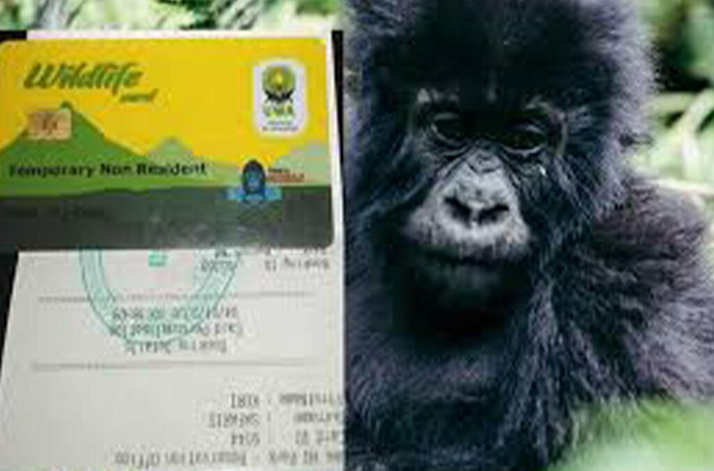 Are there Discounts for Gorilla Permits in Low Season?