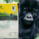 Are there Discounts for Gorilla Permits in Low Season?