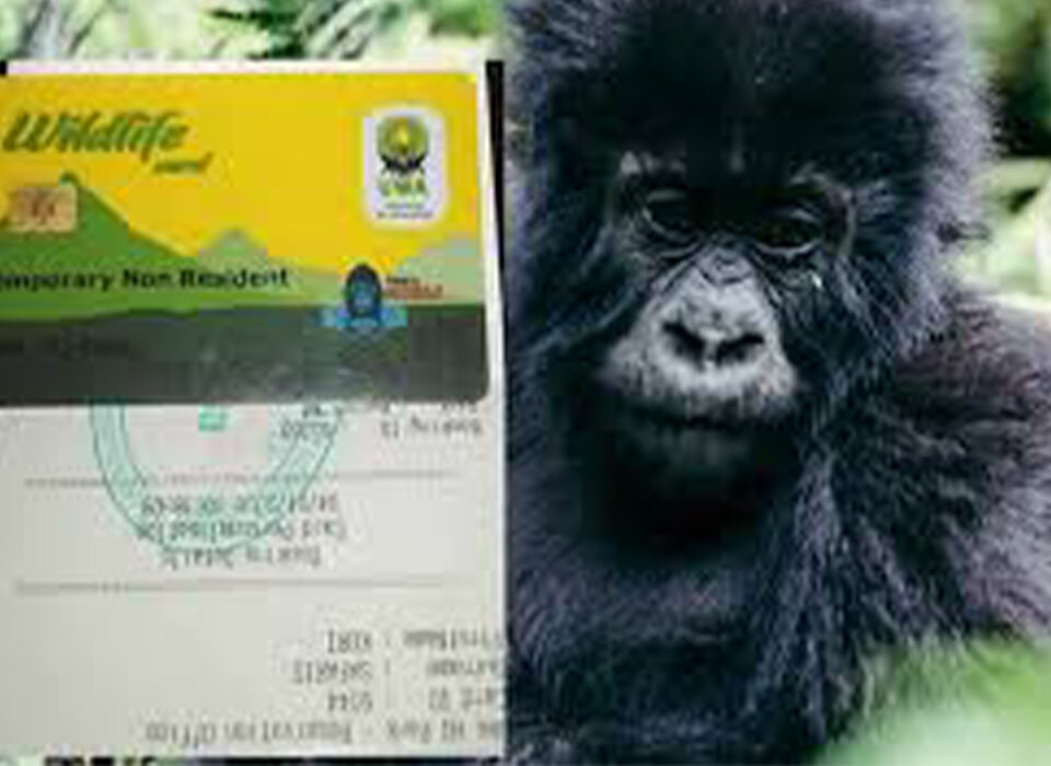 Are there Discounts for Gorilla Permits in Low Season?