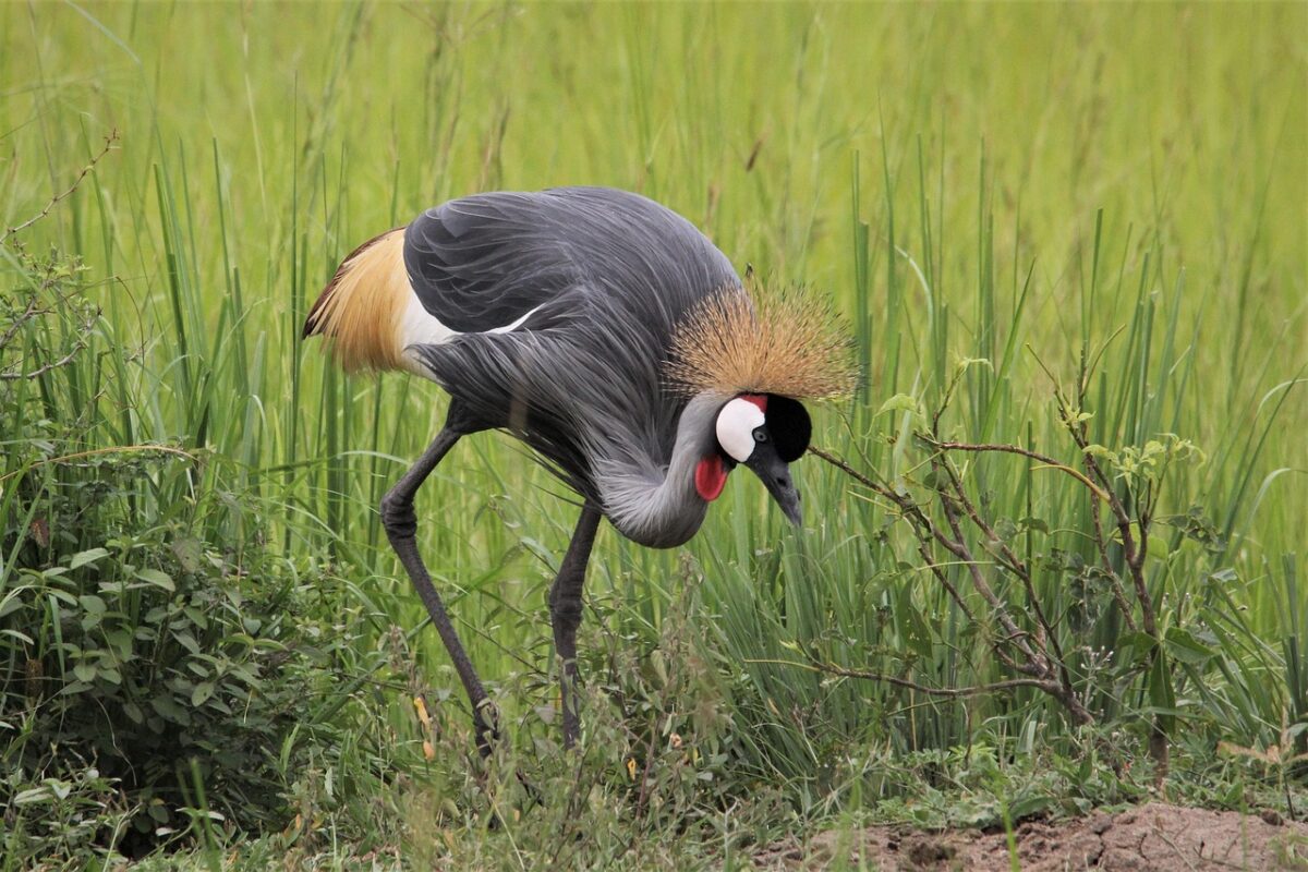 Fun Facts About Crested Crane