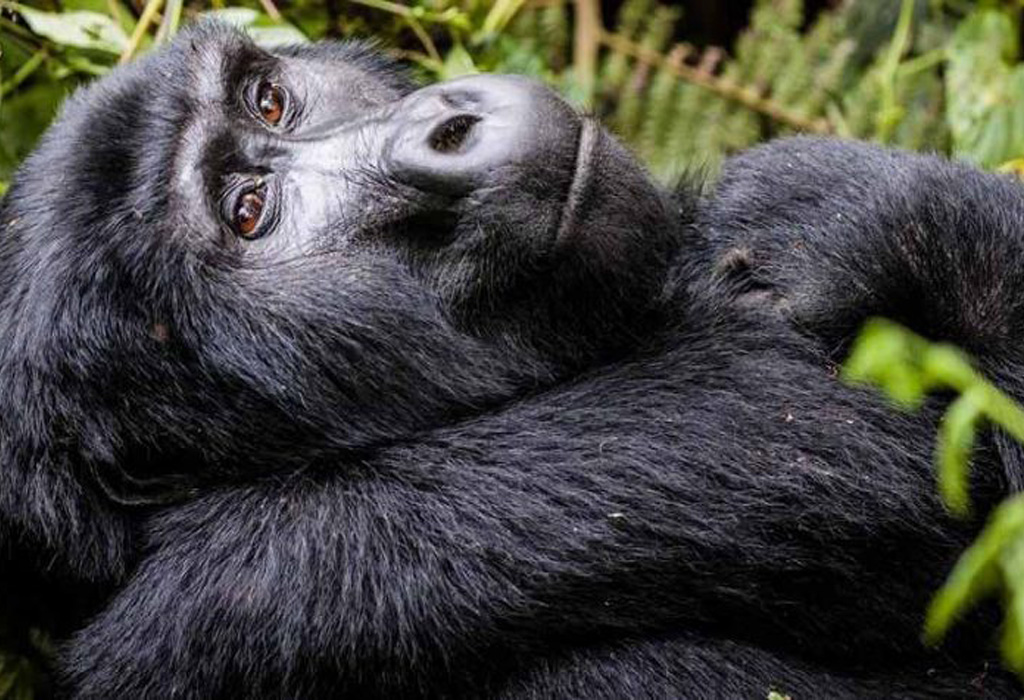 Gorilla Habituation Experience in Uganda