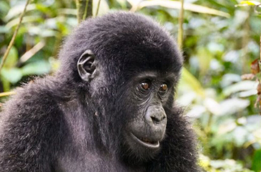 Mountain Gorilla Lifespan