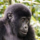Mountain Gorilla Lifespan