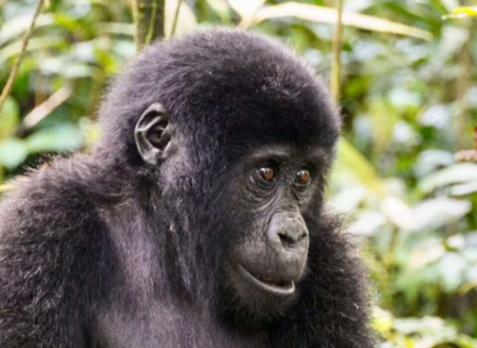 Mountain Gorilla Lifespan