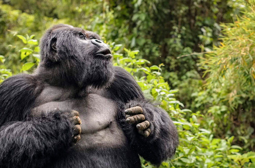 What to Do When a Gorilla Charges at You