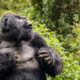 What to Do When a Gorilla Charges at You