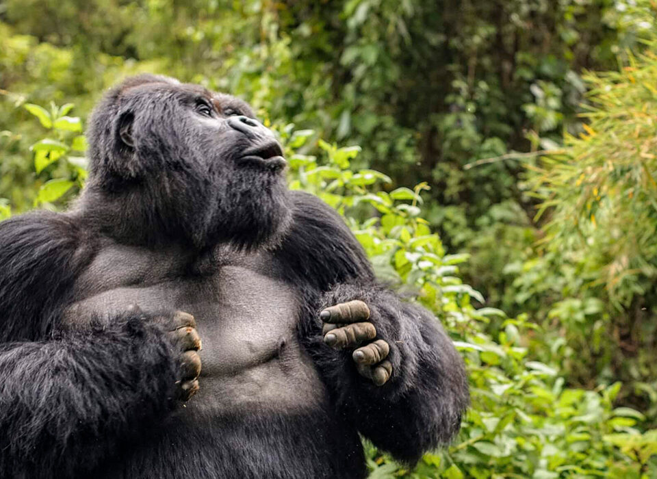 What to Do When a Gorilla Charges at You