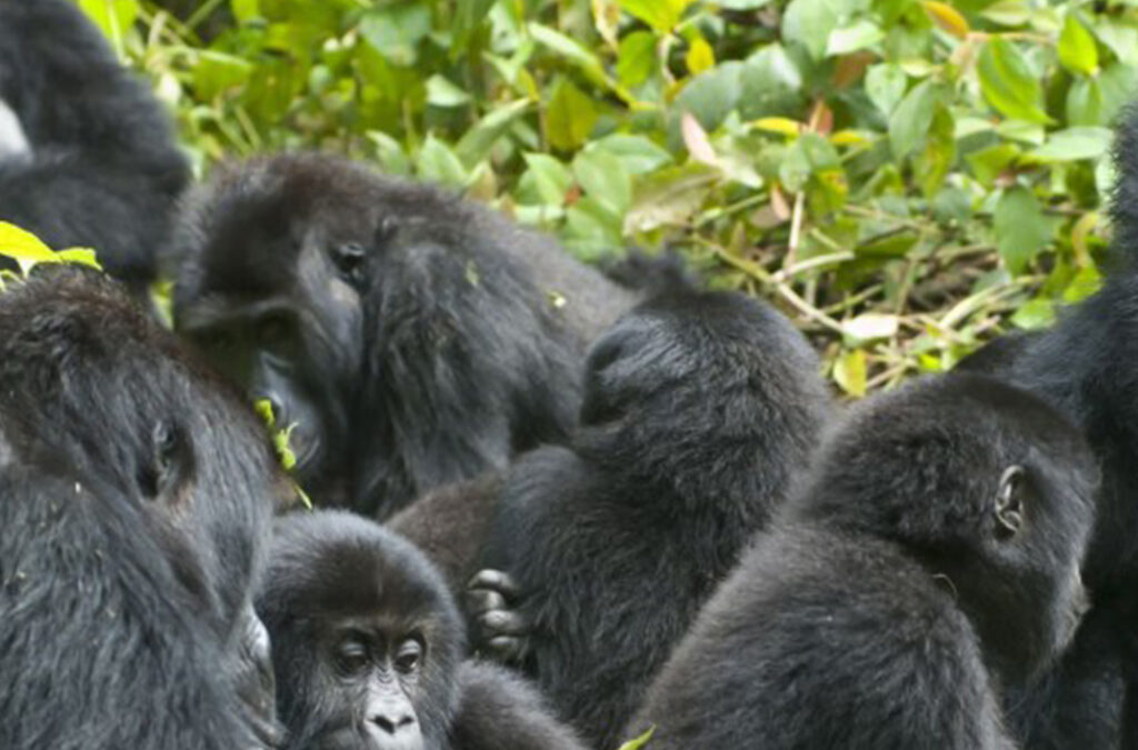 How Many Gorilla Families are in Bwindi Impenetrable Park?